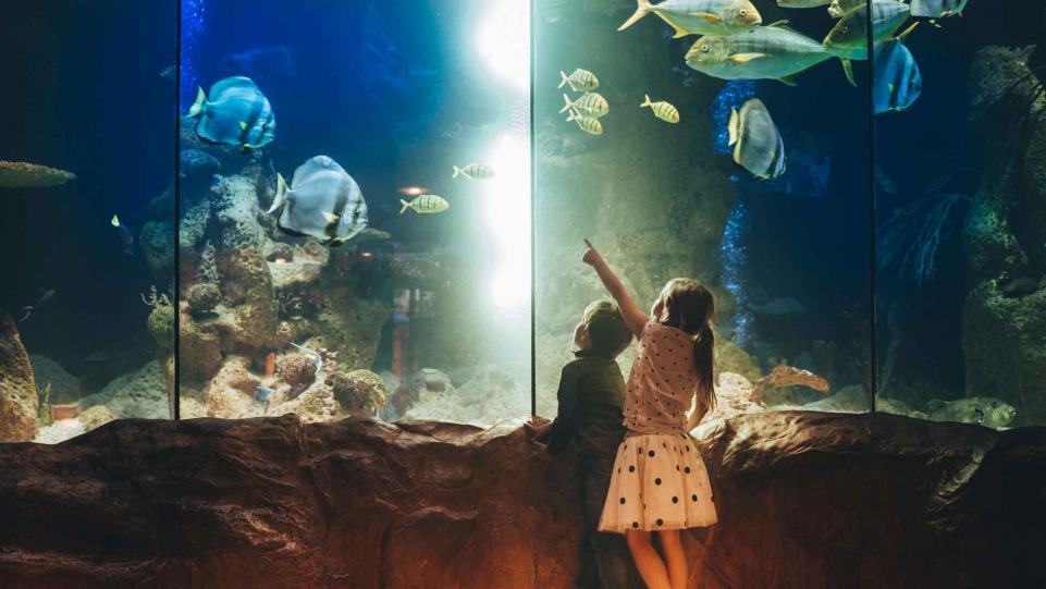 Découvrez l'Aquarium le Plus Proche de Rennes en Famille
