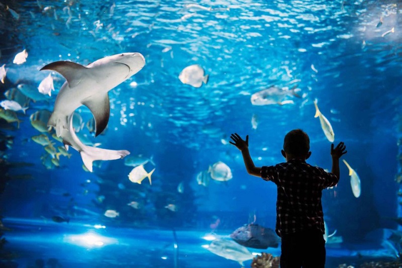 Découvrez l'Aquarium le Plus Proche de Rennes en Famille